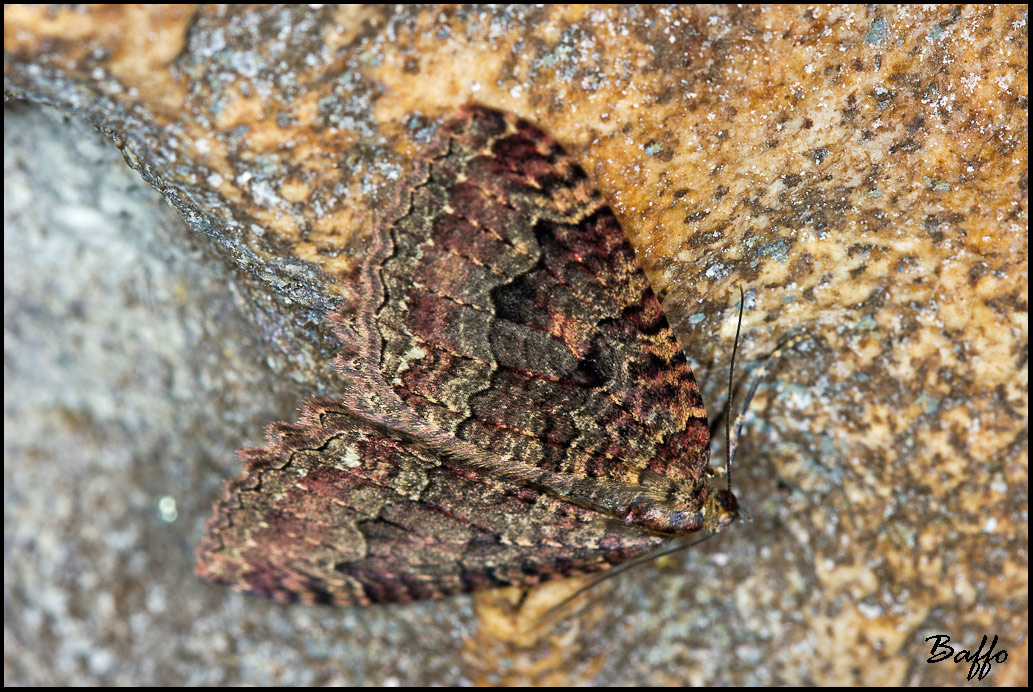 Falena da identificare.